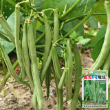 'Jiemei No. 8' Bush Bean Seeds - Strong Disease Resistance, Spring & Autumn Planting, Reliable Yield
