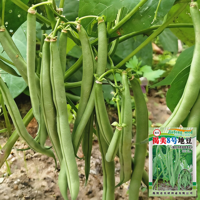 'Jiemei No. 8' Bush Bean Seeds - Strong Disease Resistance, Spring & Autumn Planting, Reliable Yield