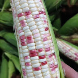 'Caitiannuo No. 6' Waxy Corn Seeds - Bicolor Corn, Sweet-Waxy Variety for Fresh Market