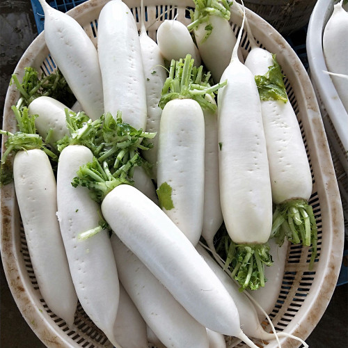 New White Jade Spring Radish Seeds | High-Yield, Fast-Growing, Sweet White Jade Radish Variety