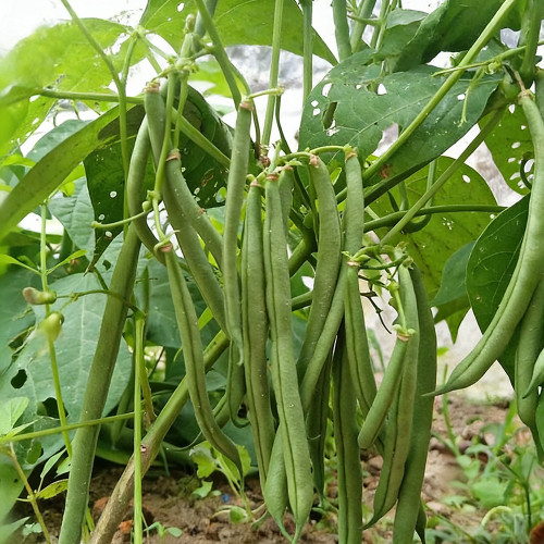 'Jiemei No. 8' Bush Bean Seeds - Strong Disease Resistance, Spring & Autumn Planting, Reliable Yield