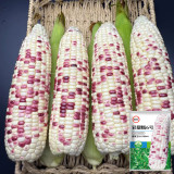 'Caitiannuo No. 6' Waxy Corn Seeds - Bicolor Corn, Sweet-Waxy Variety for Fresh Market