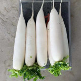 New White Jade Spring Radish Seeds | High-Yield, Fast-Growing, Sweet White Jade Radish Variety
