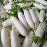New White Jade Spring Radish Seeds | High-Yield, Fast-Growing, Sweet White Jade Radish Variety