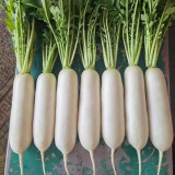 New White Jade Spring Radish Seeds | High-Yield, Fast-Growing, Sweet White Jade Radish Variety