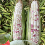 'Caitiannuo No. 6' Waxy Corn Seeds - Bicolor Corn, Sweet-Waxy Variety for Fresh Market