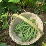 'Jiemei No. 8' Bush Bean Seeds - Strong Disease Resistance, Spring & Autumn Planting, Reliable Yield