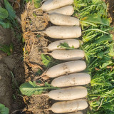 New White Jade Spring Radish Seeds | High-Yield, Fast-Growing, Sweet White Jade Radish Variety