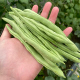 'Jiemei No. 8' Bush Bean Seeds - Strong Disease Resistance, Spring & Autumn Planting, Reliable Yield