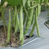 'Jiemei No. 8' Bush Bean Seeds - Strong Disease Resistance, Spring & Autumn Planting, Reliable Yield