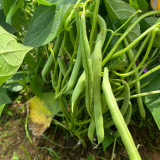 'Jiemei No. 8' Bush Bean Seeds - Strong Disease Resistance, Spring & Autumn Planting, Reliable Yield