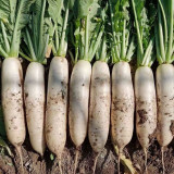 New White Jade Spring Radish Seeds | High-Yield, Fast-Growing, Sweet White Jade Radish Variety
