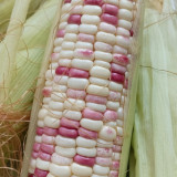 'Caitiannuo No. 6' Waxy Corn Seeds - Bicolor Corn, Sweet-Waxy Variety for Fresh Market