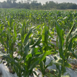 'Caitiannuo No. 6' Waxy Corn Seeds - Bicolor Corn, Sweet-Waxy Variety for Fresh Market