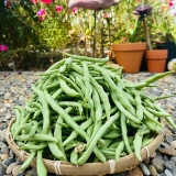 'Jiemei No. 8' Bush Bean Seeds - Strong Disease Resistance, Spring & Autumn Planting, Reliable Yield