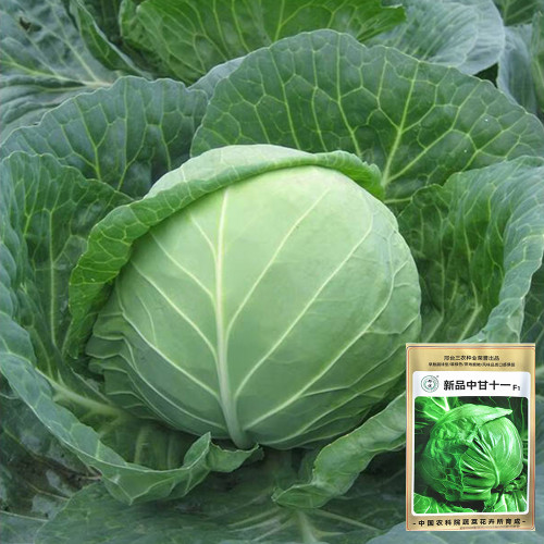 Xingyou Zhonggan 11 Cabbage Seeds | F1 Hybrid Variety, Sweet Crisp, High-Yield & Disease-Resistant
