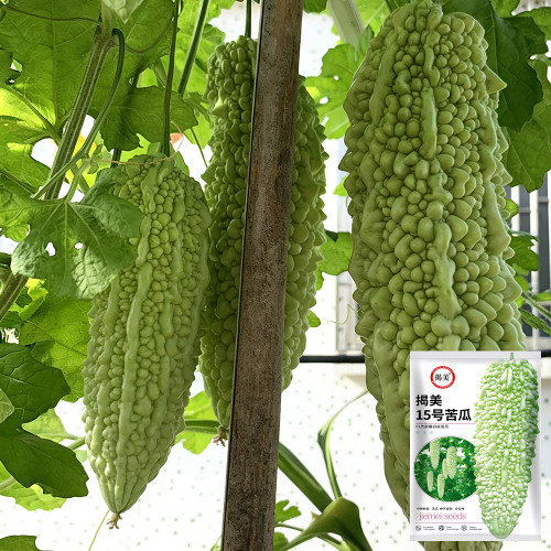 Jiemei 15 Bitter Gourd Seeds - High-yield Hybrid Variety, Heat-Tolerant, Easy to Cultivate