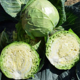 Xingyou Zhonggan 11 Cabbage Seeds | F1 Hybrid Variety, Sweet Crisp, High-Yield & Disease-Resistant
