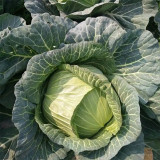 Xingyou Zhonggan 11 Cabbage Seeds | F1 Hybrid Variety, Sweet Crisp, High-Yield & Disease-Resistant