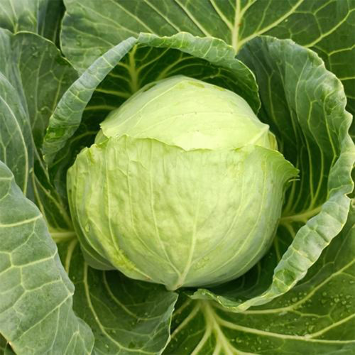 Xingyou Zhonggan 11 Cabbage Seeds | F1 Hybrid Variety, Sweet Crisp, High-Yield & Disease-Resistant
