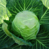 Xingyou Zhonggan 11 Cabbage Seeds | F1 Hybrid Variety, Sweet Crisp, High-Yield & Disease-Resistant
