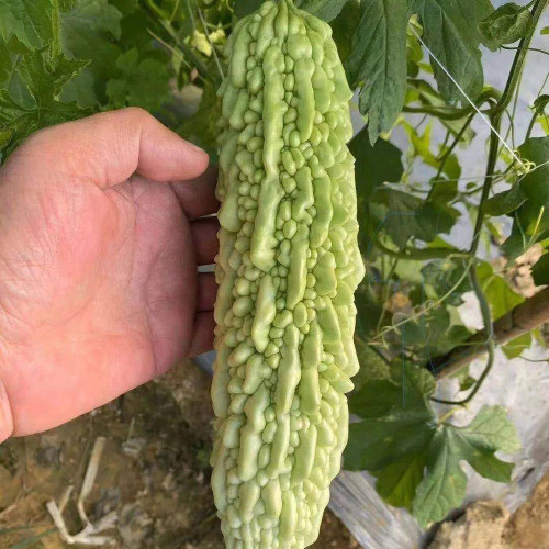 Jiemei 15 Bitter Gourd Seeds - High-yield Hybrid Variety, Heat-Tolerant, Easy to Cultivate