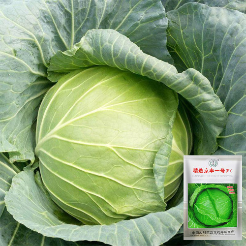 Xingyou Jingfeng No.1 Cabbage Seeds - F1 Hybrid, High-Yield, Mid-Late Season Spring Autumn Variety