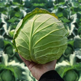 Xingyou Zhonggan 11 Cabbage Seeds | F1 Hybrid Variety, Sweet Crisp, High-Yield & Disease-Resistant