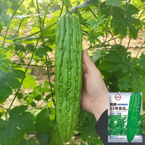 Jiemei 13 Bitter Gourd Seeds - Vigorous Growth, Continuous Harvest, Disease Resistant