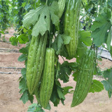 Jiemei 13 Bitter Gourd Seeds - Vigorous Growth, Continuous Harvest, Disease Resistant
