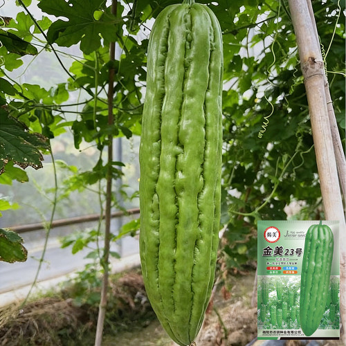 Jiemei 23 Bitter Gourd Seeds - F1 Hybrid, High Yield, Disease Resistant, Heat Tolerant