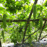 Jiemei 13 Bitter Gourd Seeds - Vigorous Growth, Continuous Harvest, Disease Resistant