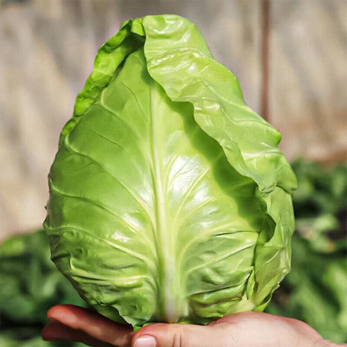 Xingyou Chunfeng Cabbage Seeds - Bull's Heart Cabbage, Winter Hardy Hybrid Variety, High Yield