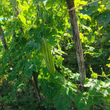 Jiemei 13 Bitter Gourd Seeds - Vigorous Growth, Continuous Harvest, Disease Resistant