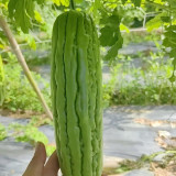 Jiemei 13 Bitter Gourd Seeds - Vigorous Growth, Continuous Harvest, Disease Resistant