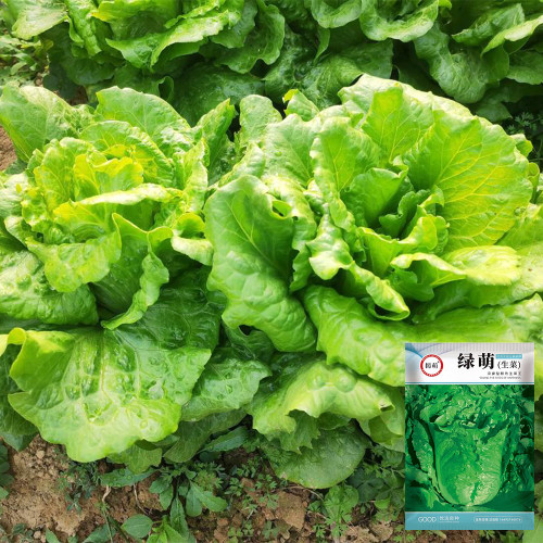 Lvmeng Lettuce Seeds - Cold Tolerant, Bolt Resistant with High Yield & Crisp Emerald Leaves