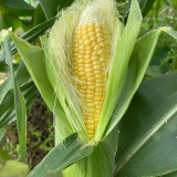 Xiami Sweet Corn Seeds - High Yield, Short Season, Disease Resistant Hybrid Variety