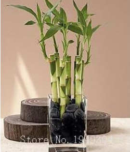 Lucky Bamboo Choose Potted Seed Variety Complete Dracaena Plant The Budding