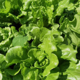 Lvmeng Lettuce Seeds - Cold Tolerant, Bolt Resistant with High Yield & Crisp Emerald Leaves