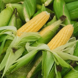 Xiami Sweet Corn Seeds - High Yield, Short Season, Disease Resistant Hybrid Variety
