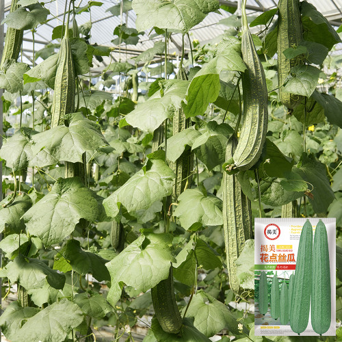 Jiemei Speckled Ridge Gourd Seeds - High-Yield, Disease-Resistant, and Easy to Grow