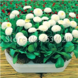 Daisy Seeds Balcony Seed Flower Family Potted Plants DIY Home & Garden