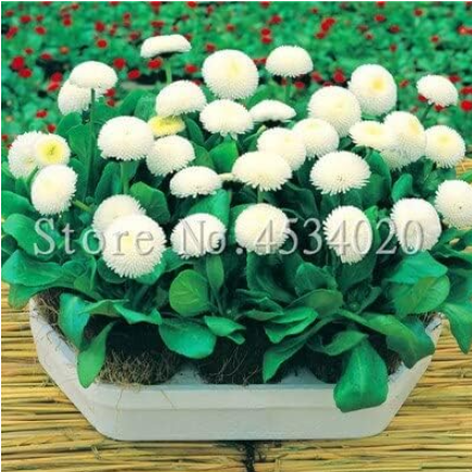 Daisy Seeds Balcony Seed Flower Family Potted Plants DIY Home & Garden