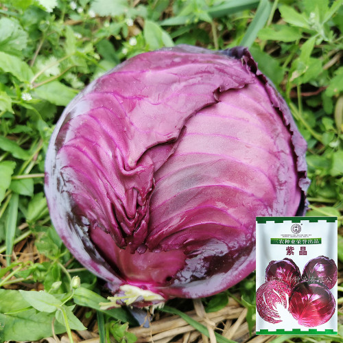 'Purple Crystal' Cabbage Seeds - Late-Maturing, Extended Harvest , Round & Splitting-Resistant Variety