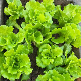 Lvmeng Lettuce Seeds - Cold Tolerant, Bolt Resistant with High Yield & Crisp Emerald Leaves
