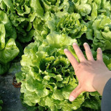 Lvmeng Lettuce Seeds - Cold Tolerant, Bolt Resistant with High Yield & Crisp Emerald Leaves