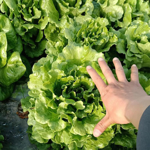 Lvmeng Lettuce Seeds - Cold Tolerant, Bolt Resistant with High Yield & Crisp Emerald Leaves