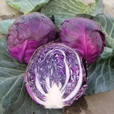 'Purple Crystal' Cabbage Seeds - Late-Maturing, Extended Harvest , Round & Splitting-Resistant Variety