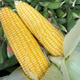Xiami Sweet Corn Seeds - High Yield, Short Season, Disease Resistant Hybrid Variety