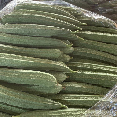 Jiemei Speckled Ridge Gourd Seeds - High-Yield, Disease-Resistant, and Easy to Grow